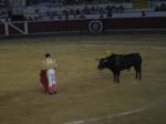 Bull-Fight-042